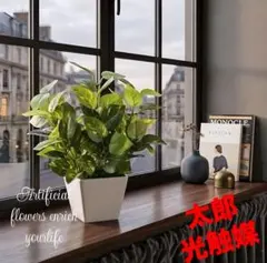 光触媒　人工観葉植物　ウォールグリーン　フェイクグリーン　ミニポトス24のサムネイル