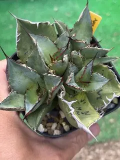 2025年最新】オアハカ アガベの人気アイテム - メルカリ アガベ