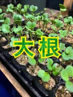 農薬不使用 野菜苗 セット 各2 計6株 家庭菜園 - メルカリ