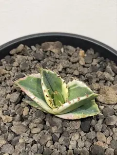 ウィン様　リクエスト出品　特大　白鯨錦　縞斑　TC 2025年最新】白鯨錦の人気アイテム - メルカリ