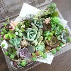 ◇寄せ植え詰め合わせセット　多肉　抜き苗&カット苗　カラフルつぶつぶ♡エケベリア