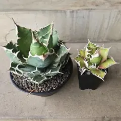 2026年最新】赤猫 アガベの人気アイテム - メルカリ