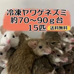 冷凍ヤワゲネズミ 70～90ｇ台 15匹 【送料無料】 2026年最新】ヤワゲネズミの人気アイテム - メルカリ