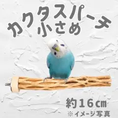 2026年最新】カクタスパーチの人気アイテム - メルカリ