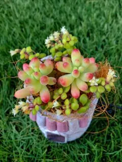 ミコリーヌ様 リクエスト 2点 まとめ商品