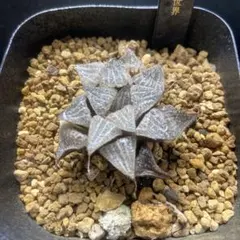 微根発根済‼️鮮明錦‼️極上株‼️美苗‼️多肉植物 ハオルチア 天空の境