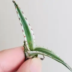 2025年最新】アガベ 笹の雪 氷山の人気アイテム - メルカリ