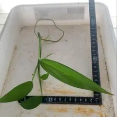 発根済・水上葉》ヤマサキカズラ15cm大 - メルカリ