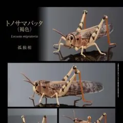 Item thumbnail for item 5fa3e387-d5db-458c-8748-dc4ca04b16b3