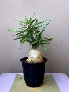 レア/塊根植物】ドルステニア ラブラニー オス株 鉢植え② - メルカリ