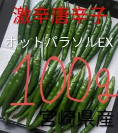 宮崎県産《新鮮》青唐辛子【ホットパラソルEX】(激辛)100gお試しのサムネイル
