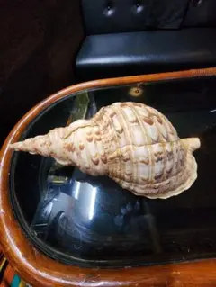 2026年最新】ほら貝の人気アイテム - メルカリ