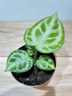 2025年最新】アンスリウム ドラヤキの人気アイテム - メルカリ