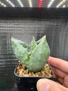 730 多肉植物 アロエ 実生 金元宝 キムウォンボ 特選大株 - メルカリ