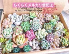 04. 多肉植物カット苗詰め合わせ　寄せ植えセット♡