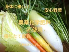 農薬化学肥料不使用身体に優しい安心野菜詰め合わせセット
