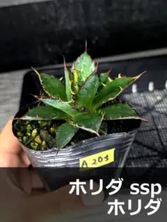 A205 ホリダ ssp ホリダ