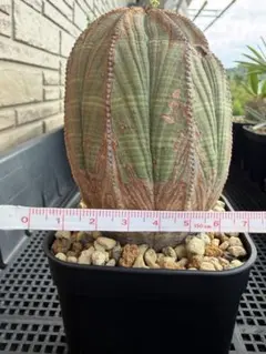 ユーフォルビア オベサ 塊根植物 コーデックス 雄株 - メルカリ