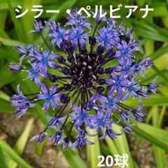 秋植え球根　シラー・ペルビアナ　紫　球根20球