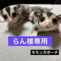 2026年最新】フクロモモンガポーチの人気アイテム - メルカリ