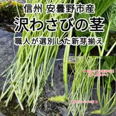 300g前後 信州 長野県 安曇野産 本わさび わさびの茎 新芽 わさびのサムネイル