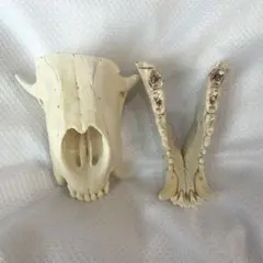 2026年最新】ツキノワグマ 骨の人気アイテム - メルカリ