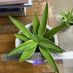 2025年最新】デスメティアーナの人気アイテム - メルカリ