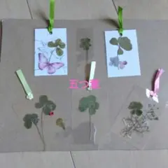訳あり品☆五つ葉♡草花の押し花ラミネート♡五つ葉のしおり☆押し花のしお