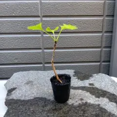 ポッポ様 リクエスト 3点 まとめ商品