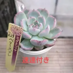 miwako様 リクエスト 2点 まとめ商品　速達付き