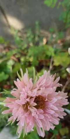 ピンクネコヤナギ 発芽苗 もふもふで可愛い猫柳 切り花 茶花 挿し木