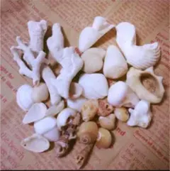 【送料無料♡】宮古島の貝殻&珊瑚のセット