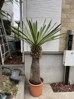 超特大・極太ユッカ・ファクソニアーナ 超特大・極太ユッカ・ファクソニアーナ