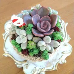 多肉 そのまま飾れる クリスマス ちまちま寄せ サンタ付き 本日限定 セール