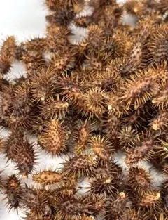オナモミ ひっつき虫 450コ