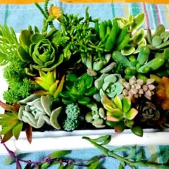31種類 多肉植物 カット苗 エケベリア セダム 寄せ植え用 詰め合わせセット