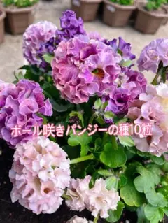 【ボール咲きパンジーの種 10粒】 Antoinetteのサムネイル