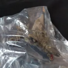 モンハン　モンスターハンター　フィギュア　ティガレックス亜種