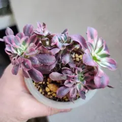 Ｋumi.Ｙ様 リクエスト 2点 まとめ商品