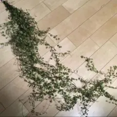 いーさん様 リクエスト 2点 まとめ商品