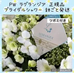 【花苗】PW正規品　蕾付き　ラグランジア　ブライダルシャワー　タグ付　鉢ごと発送のサムネイル