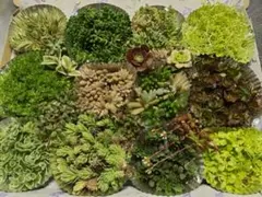 増える植物、多肉、セダムいっぱい初心者セット