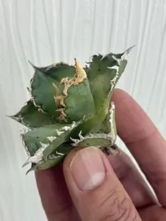 2026年最新】白豪刺の人気アイテム - メルカリ