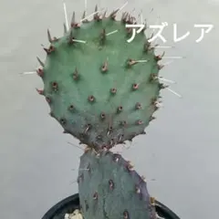オプンチア　サボテン　アズレア　抜き苗のサムネイル