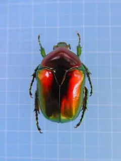 せいちゃん様 リクエスト 3点 まとめ商品