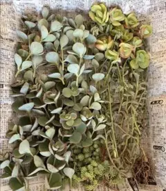 ミセバヤ・ドルフィンネックレス・ピーチプリデ・パリダム カット苗 多肉植物のサムネイル