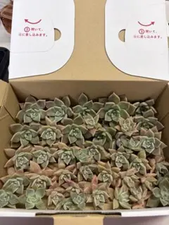 多肉植物　パラグアイエンセ　箱いっぱい
