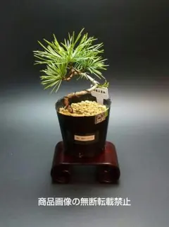 2026年最新】小品盆栽五葉松の人気アイテム - メルカリ