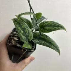 roi.noa.tai‎.‎˖٭様 リクエスト 2点 まとめ商品