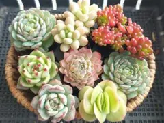 【2000フォロー感謝品】人気種いろいろ⑤★エケベリア★多肉★多肉植物★寄せ植え